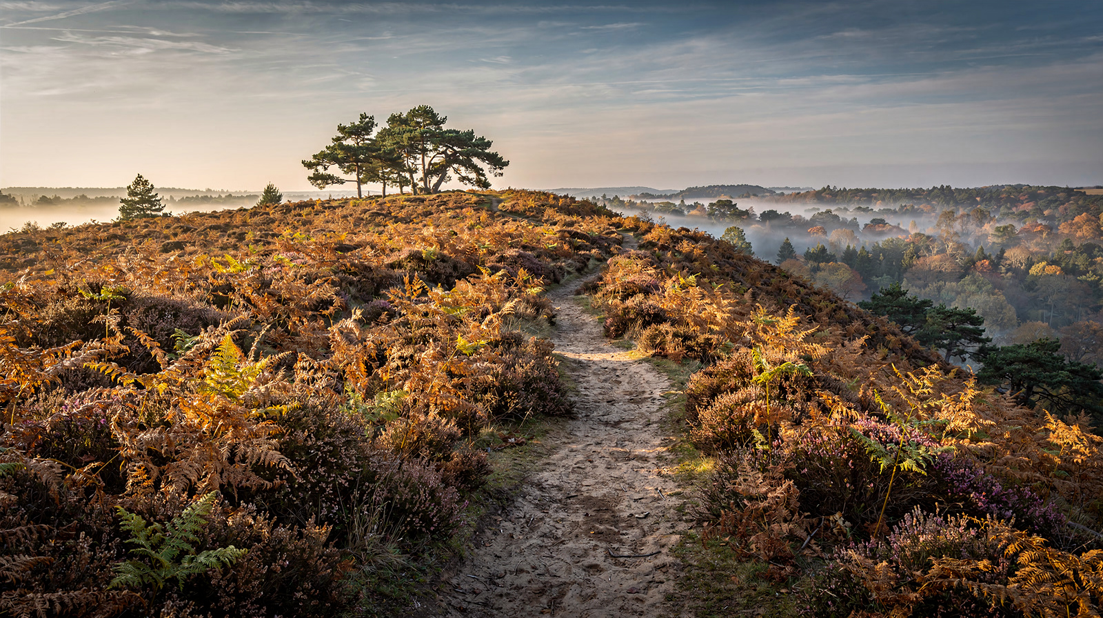Sixty-three or sixty-four pines: Ashdown Forest, the real Hundred Acre Wood, in the month Winnie-the-Pooh turns 100